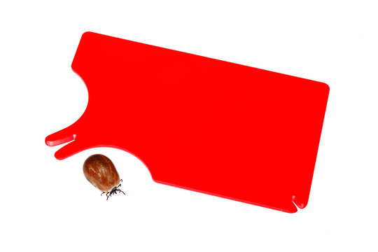 Zeckenkarte mit Zecke