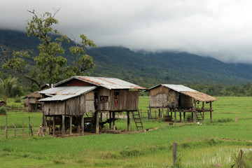 Rice Fields - Laos