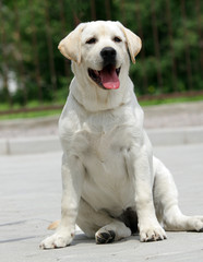 yellow labrador puppy