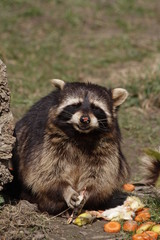Waschbär mit Futter