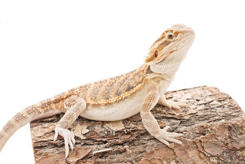 Cute Bearded Dragon Sitting