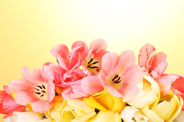 Fototapeta na wymiar beautiful tulips on yellow background.