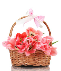beautiful pink tulips in basket isolated on white.