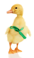 Duckling with ribbon isolated on white