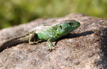 Ящерица прыткая (лат. Lacerta agilis)