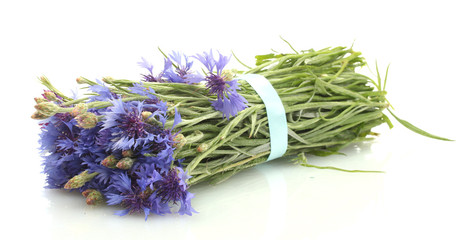 cornflowers isolated on white