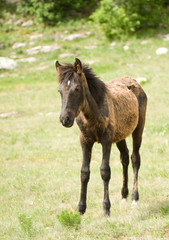 Obraz premium Źrebię Koń na zielonej łące