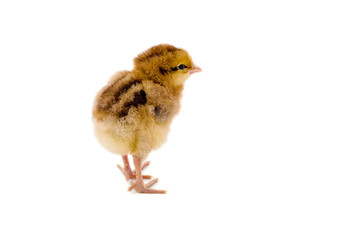 Cute little chicken