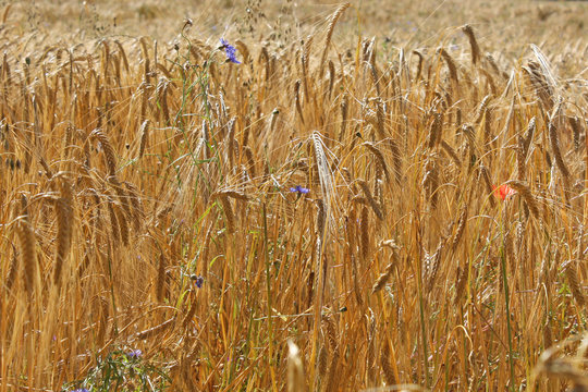 Des bleuets dans les bl&eacute;s
