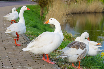 Geese on the waterfront in the Dutch town of Gorinchem. Early  m