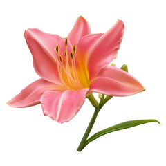 Fototapeta premium Light pink lily with buds and leaf