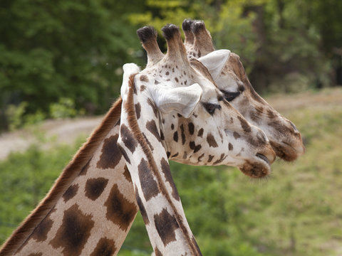Giraffenkopf