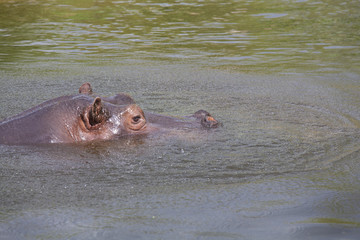 Kopf eines Flusspferdes