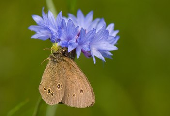 Obraz premium Attack Misumena vatia on Aphantopus hyperantus