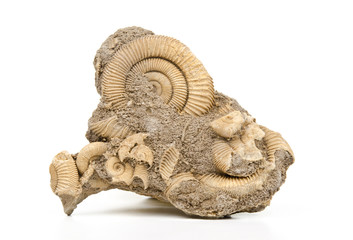 diverse ammonites in matrix
