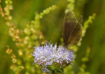 Aphantopus hyperantus