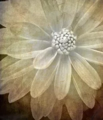 Crédence de cuisine en verre imprimé Dahlia vintage effect textured dahlia flower