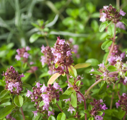 Thymus - healing herb and condiment growing in nature