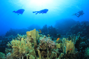 Coral, Fish and Scuba Divers