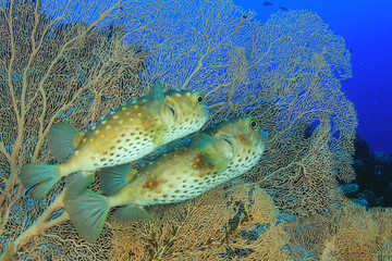 Pair of Yellowspotted Burrfish © Richard Carey