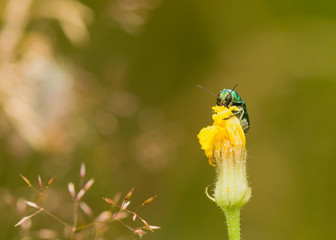 Green beetle