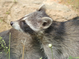 Waschbärbaby 