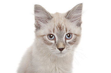 Siberian kitten close-up portrait