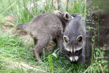 Zwei Waschbärbabys 