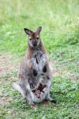 Bennettkänguru mit Jungtier