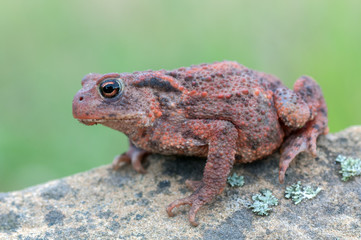 toad