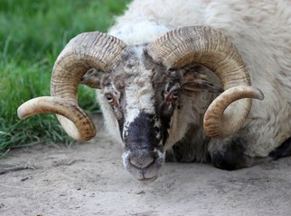 Walachenschafbockportrait