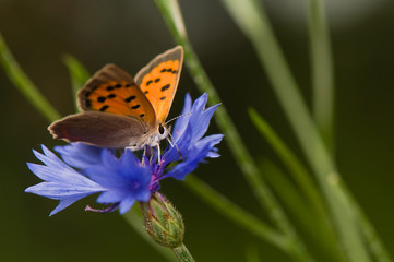 Lycaena phlaeas