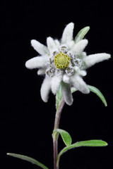 edelweiss