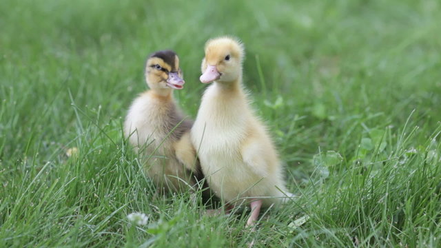 two ducklings brothers