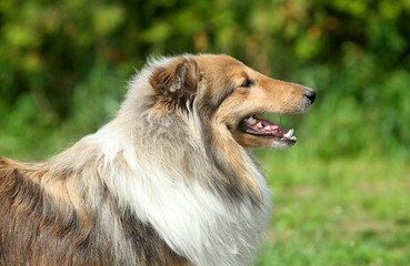 Shetland Sheepdog