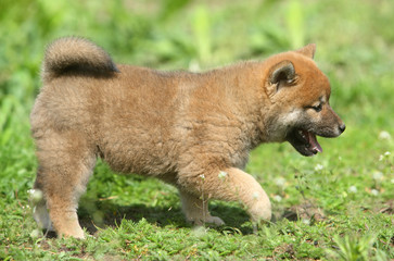 Shiba inu puppy on green lawn