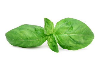 Foglie di basilico - Basil leaves