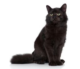 Siberian cat on a white background
