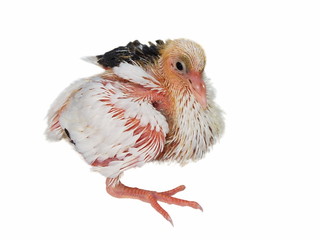 Baby pigeon isolated on white background (14 days)