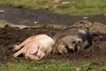 Pigs are sleeping