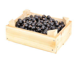 Black currant in crate isolated on white