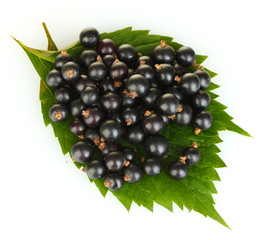 Fresh black currant isolated on white