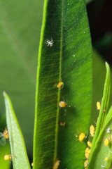 Obraz premium mariquita y piojillos, 