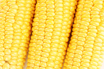 corn background