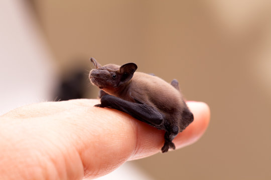 Baby Bat Sitting On Finger