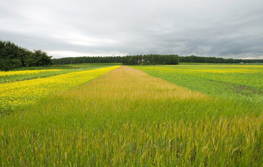 Obraz premium Corn growing on a field in summer
