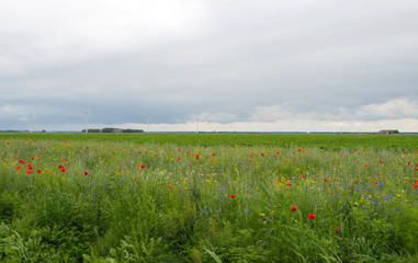 Wildflowers in a field in summer