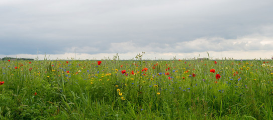 Wildflowers in a field in summer