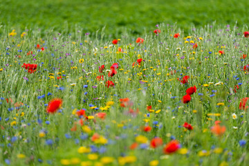 Fototapeta premium Wildflowers in a field in summer