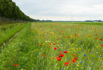 Wildflowers in a field in summer